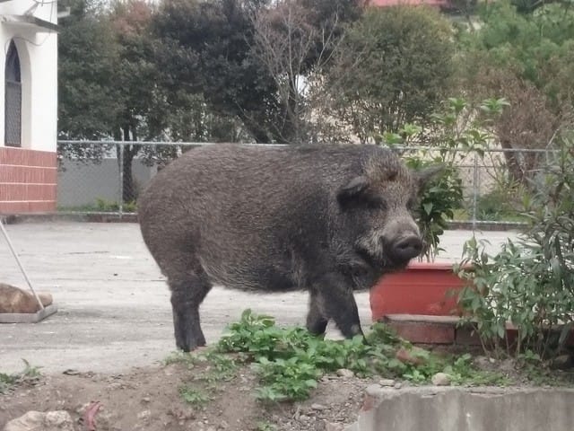 清流部落