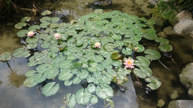 日月潭石蛙與烏布雨林峇里島主題餐廳 - 第11張圖 日月潭石蛙與烏布雨林峇里島主題餐廳