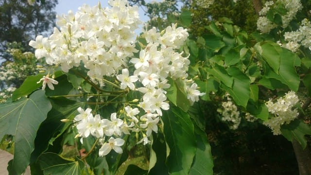 苗栗賞桐之旅 - 第9張圖 苗栗賞桐之旅