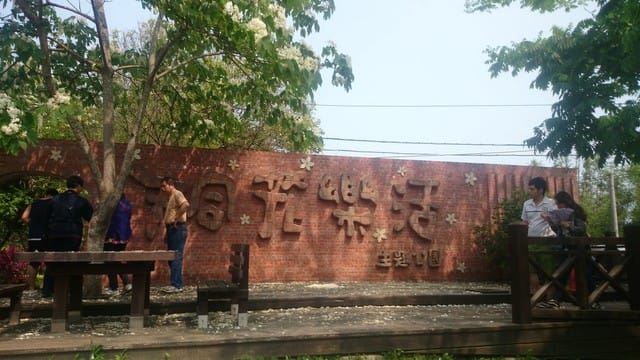 苗栗賞桐之旅 - 第10張圖 苗栗賞桐之旅