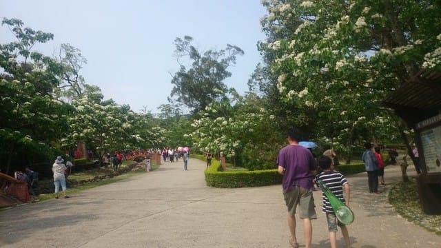 苗栗賞桐之旅 - 第7張圖 苗栗賞桐之旅