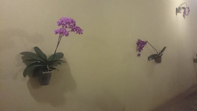 苗栗賞桐之旅 - 第2張圖 苗栗賞桐之旅