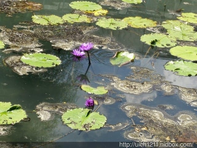 菁芳園休閒農場
