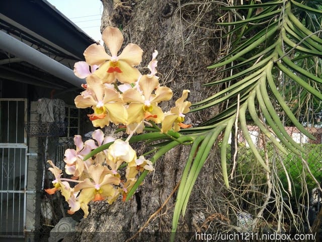 土牛客家文化館 - 第7張圖 土牛客家文化館