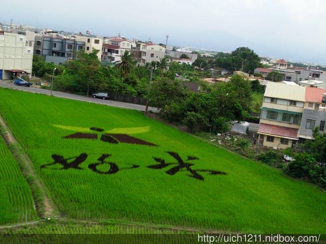 彩繪稻田