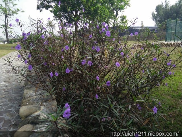 新社花海與紫願風車