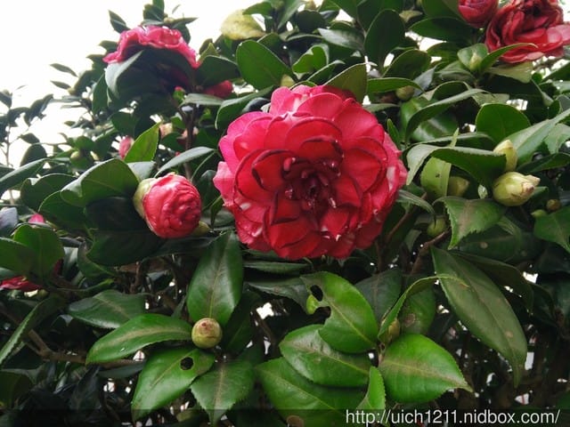 明月居茶花山莊
