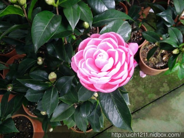 明月居茶花山莊