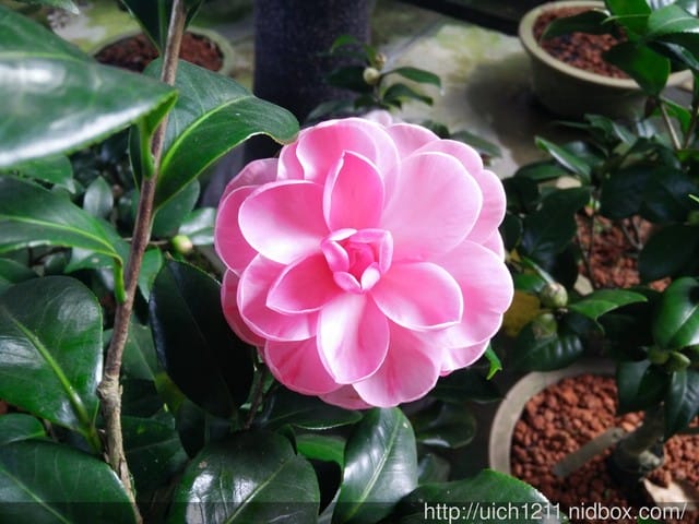 明月居茶花山莊
