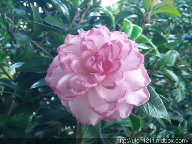 明月居茶花山莊