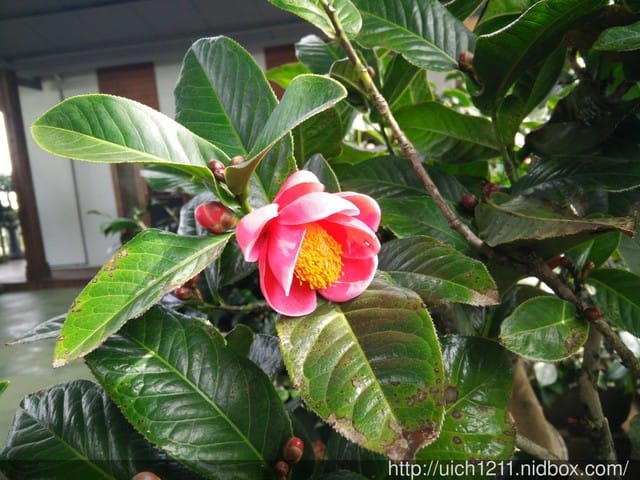 明月居茶花山莊