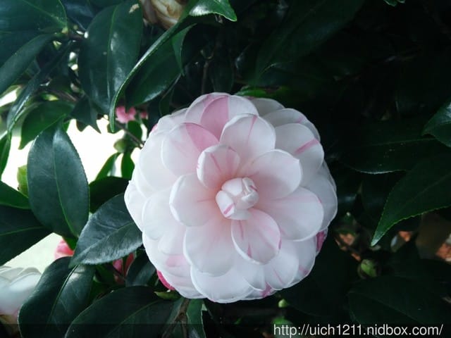 明月居茶花山莊