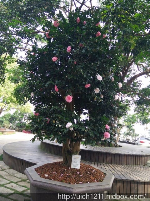 明月居茶花山莊