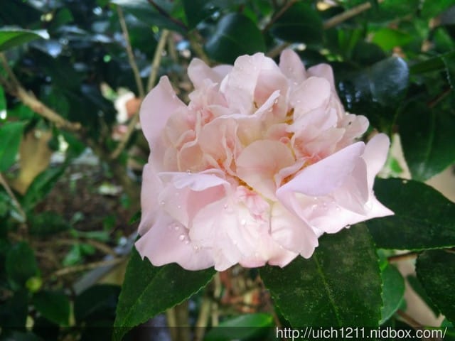 明月居茶花山莊