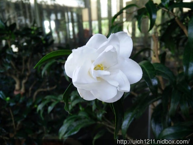 明月居茶花山莊