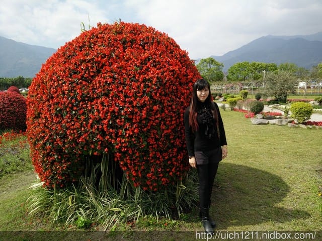 105年池上花海