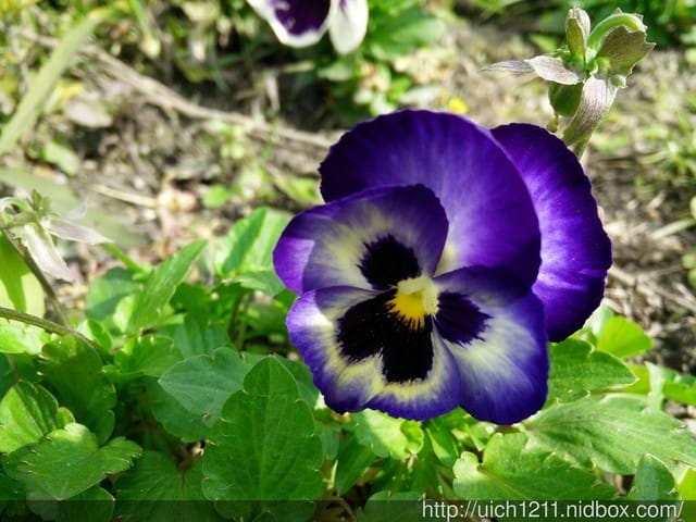 105年池上花海