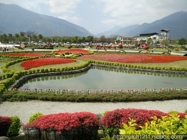 105年池上花海