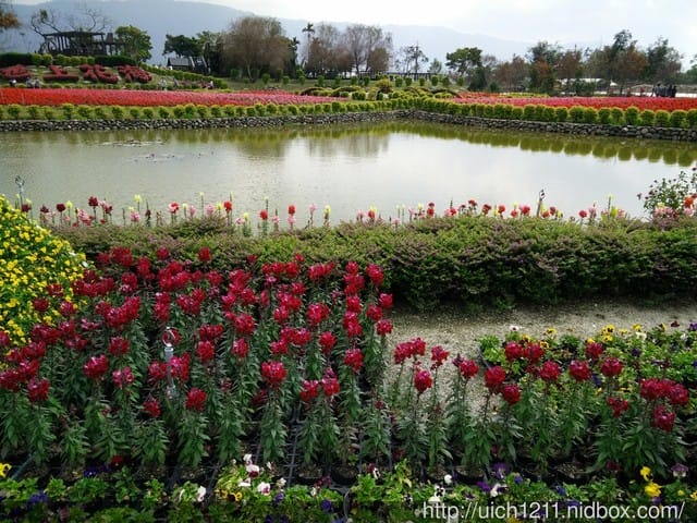 105年池上花海