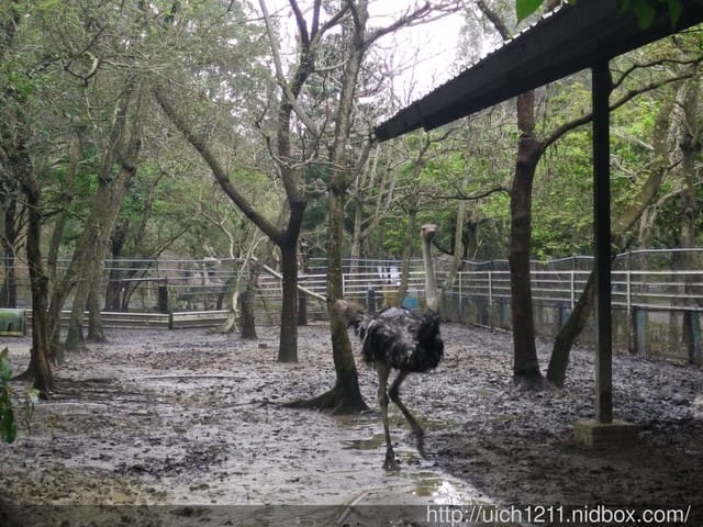 台灣水牛城