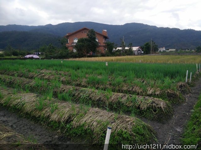宜蘭採蔥趣