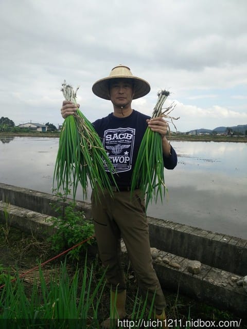 宜蘭採蔥趣