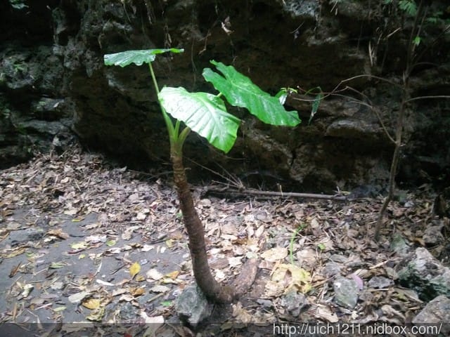 大崗山生態園區 - 第16張圖 大崗山生態園區
