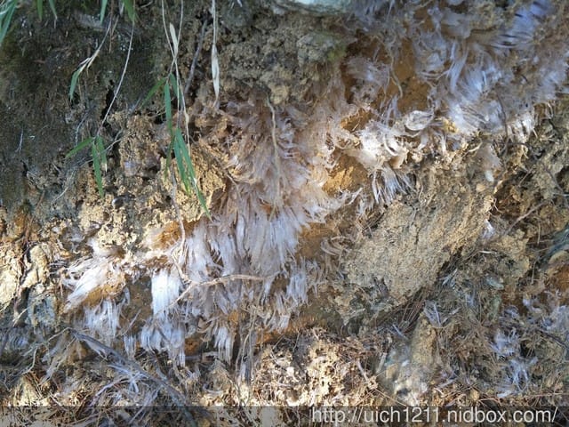 向陽國家森林步道 - 第7張圖 向陽國家森林步道
