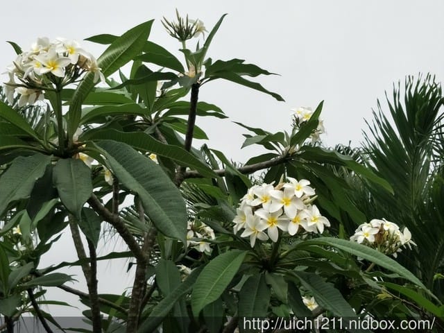 棕櫚島渡假民宿 - 第5張圖 棕櫚島渡假民宿