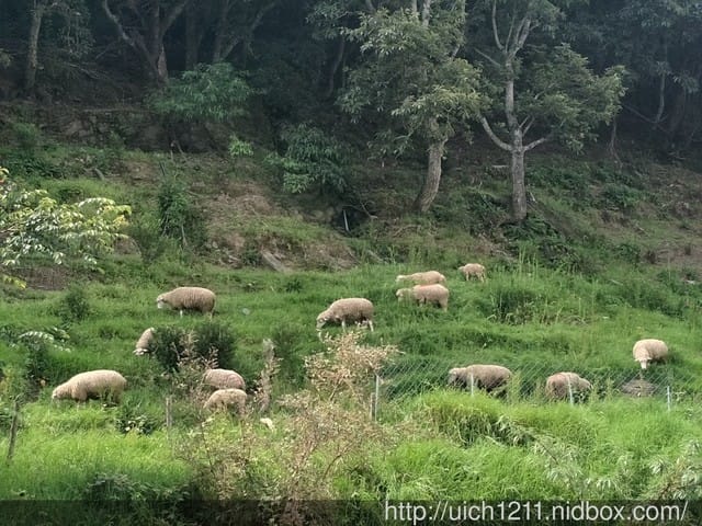 清境天空步道與合歡東峯 - 第6張圖 清境天空步道與合歡東峯