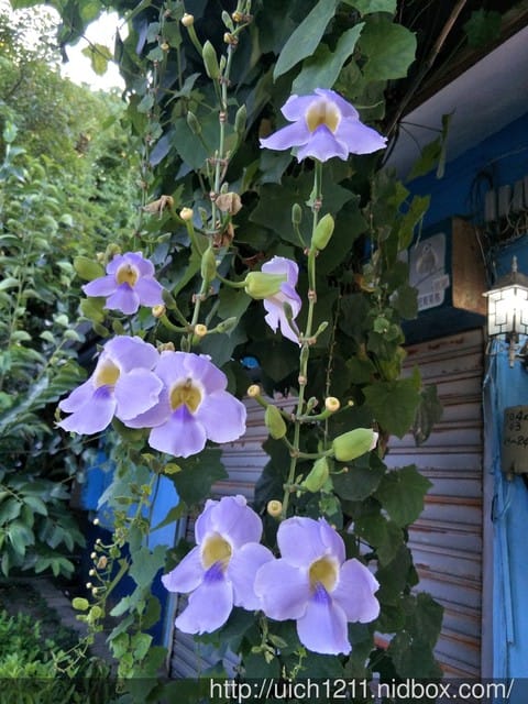 花蓮遊 - 第22張圖 花蓮遊