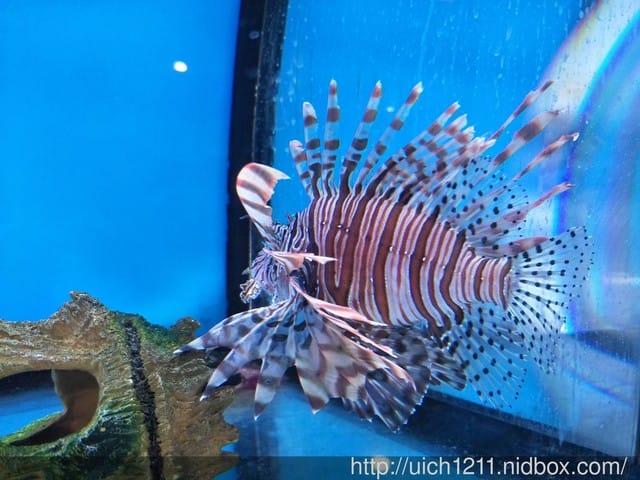 柴魚館與黑面鴨