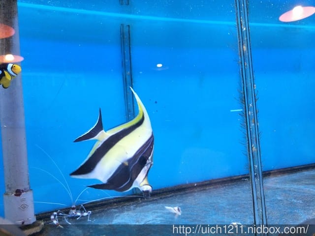 柴魚館與黑面鴨