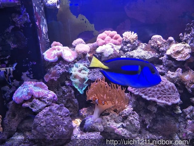 柴魚館與黑面鴨
