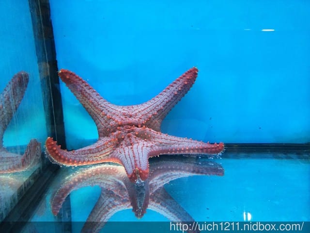 柴魚館與黑面鴨
