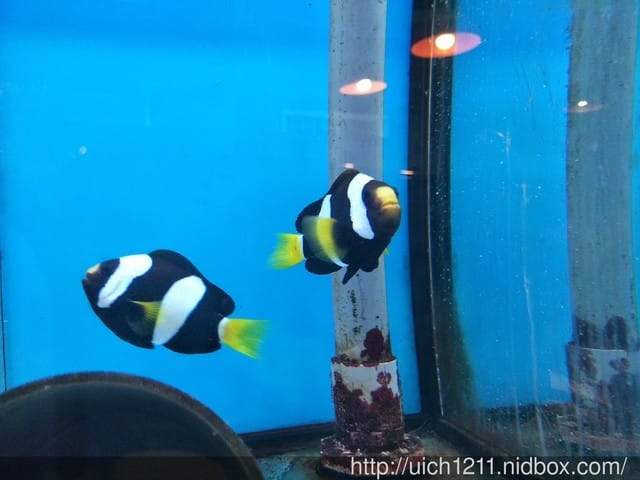 柴魚館與黑面鴨