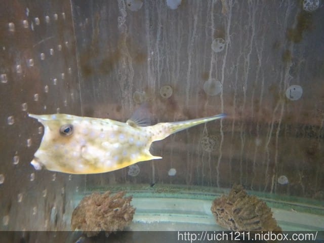 柴魚館與黑面鴨