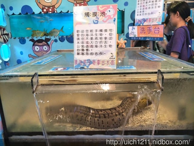 柴魚館與黑面鴨