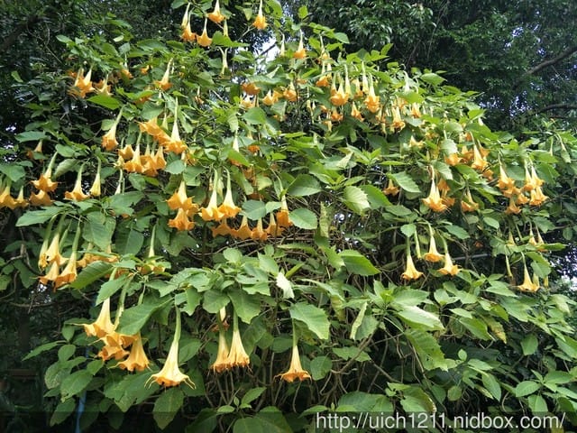 花露農場 - 第29張圖 花露農場