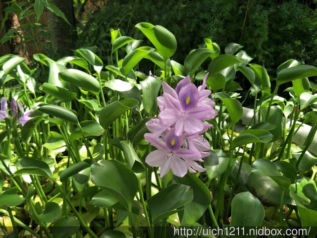 花露農場 - 第22張圖 花露農場