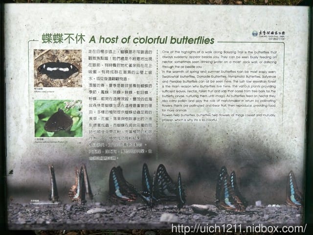 白楊步道與岳王亭 - 第18張圖 白楊步道與岳王亭