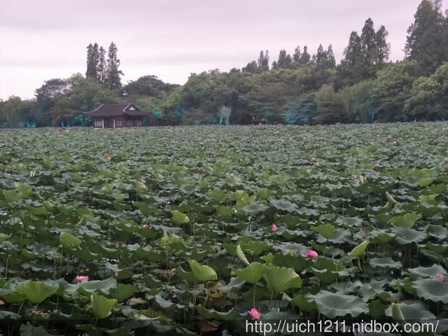 漫步西湖表演秀 - 第5張圖 漫步西湖表演秀