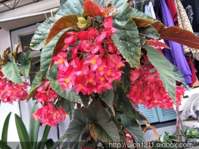 環山部落希瑪農莊 - 第4張圖 環山部落希瑪農莊