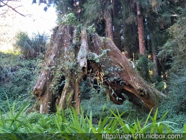 阿里山 - 第17張圖 阿里山