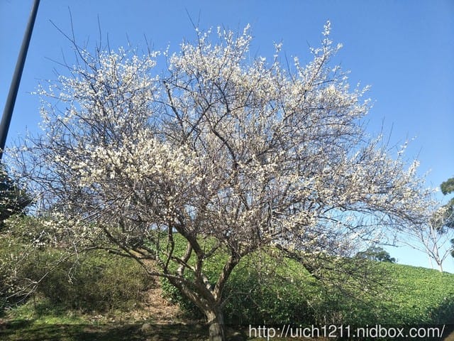貍貓影城