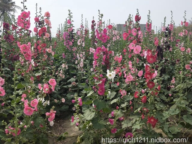 蜀葵花-布袋好美里-鹽水燈會