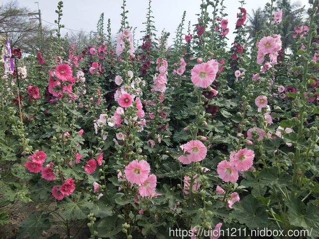 蜀葵花-布袋好美里-鹽水燈會