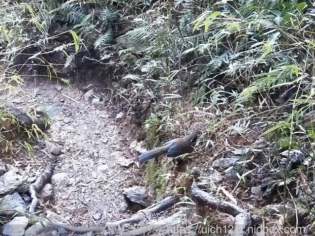 北大武山 - 第26張圖 北大武山