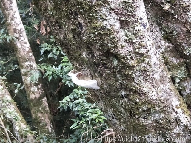 北大武山 - 第10張圖 北大武山