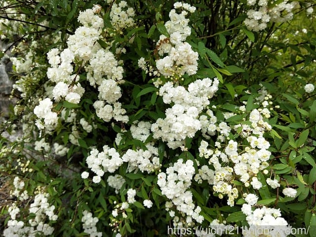 桃山喀拉業 - 第37張圖 桃山喀拉業